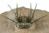 Flying Ceratonurus Trilobite - Top Quality Prep #381564-6